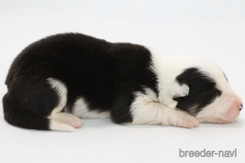 成約済の神奈川県のボーダーコリー-327372の4枚目